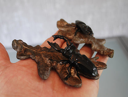 Vliegend Hert Kever op eikenbladeren. 2 verschillende