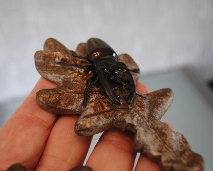 Vliegend Hert Kever op eikenbladeren. 2 verschillende