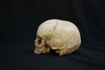 Human skull for educational purposes