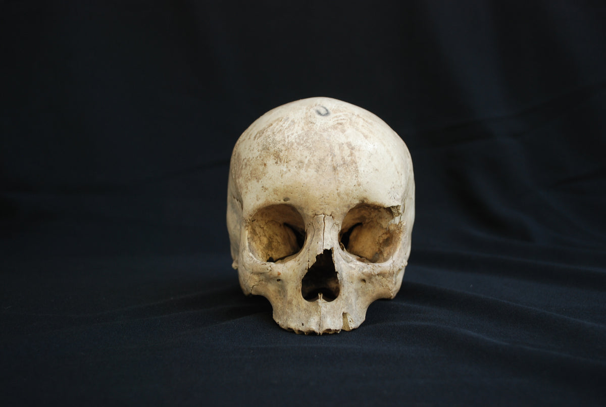 Human skull for educational purposes
