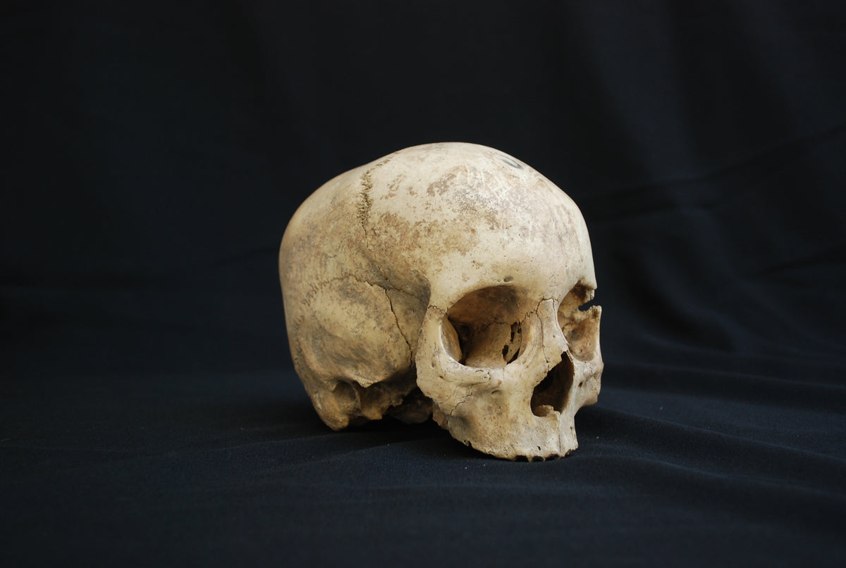 Human skull for educational purposes