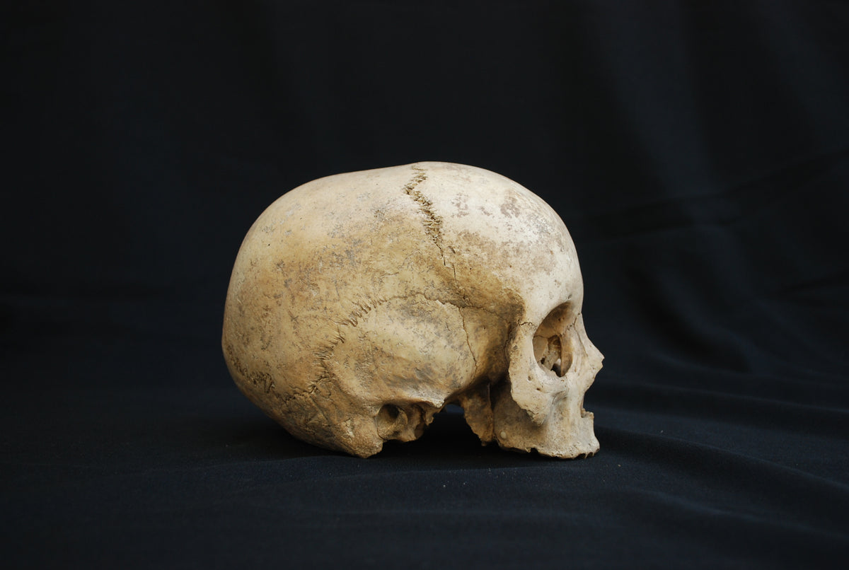 Human skull for educational purposes