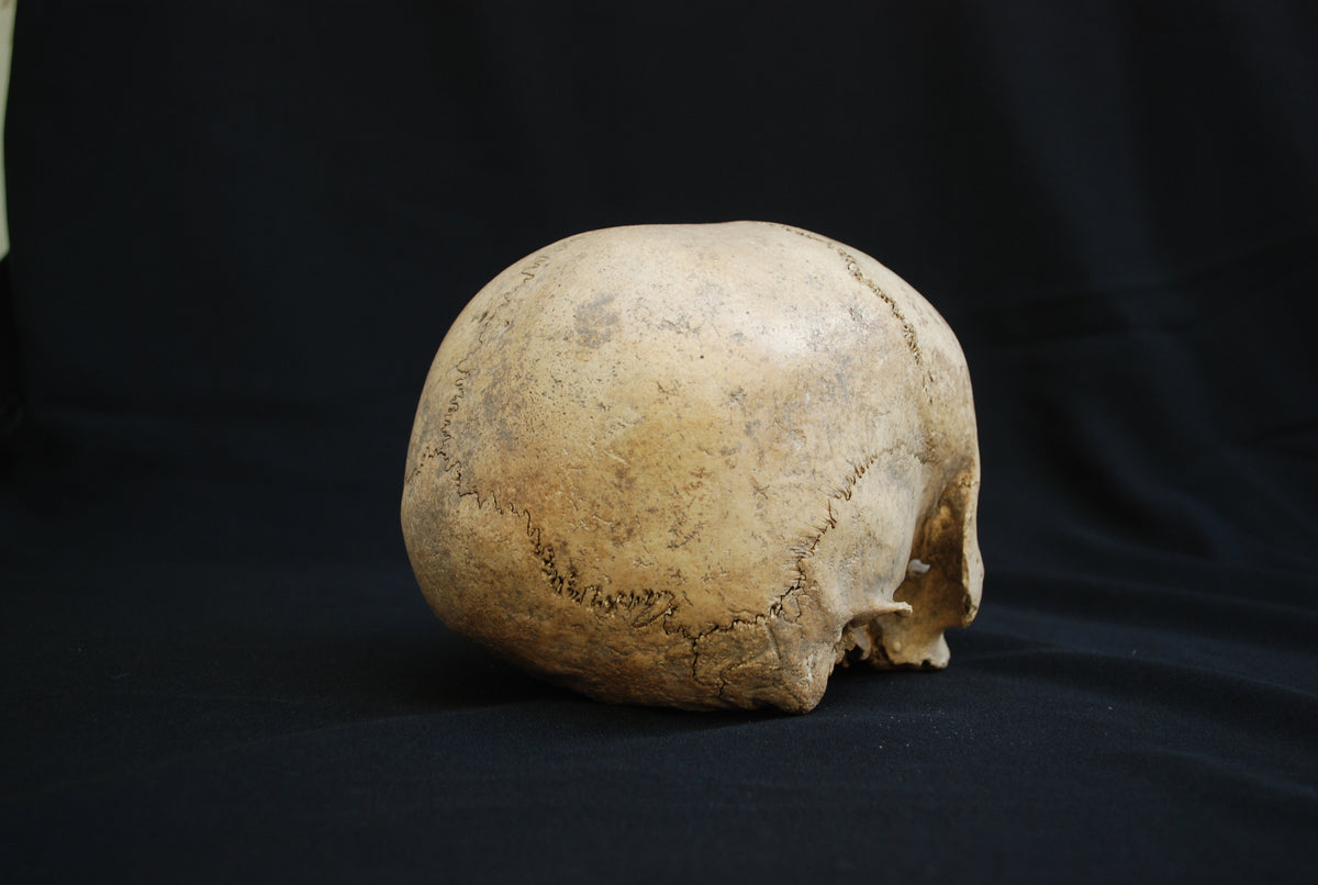 Human skull for educational purposes