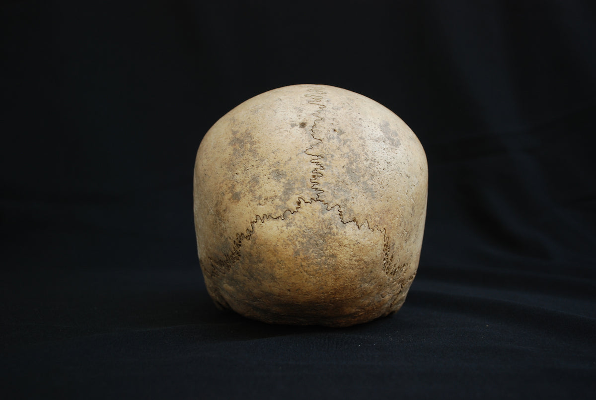Human skull for educational purposes