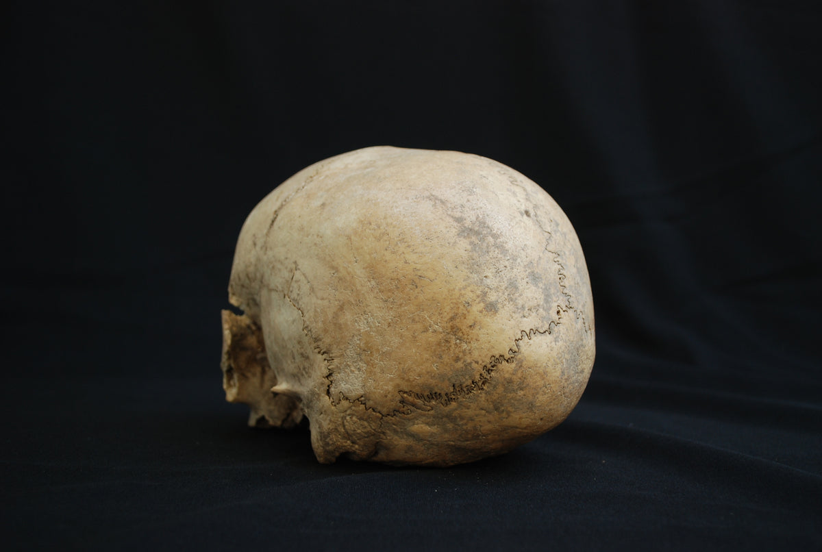 Human skull for educational purposes