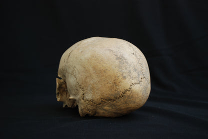Human skull for educational purposes