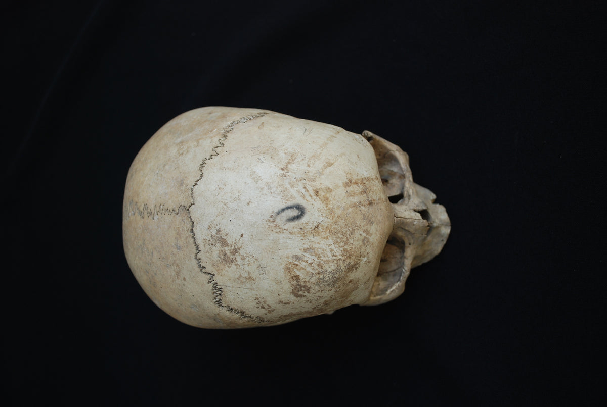 Human skull for educational purposes