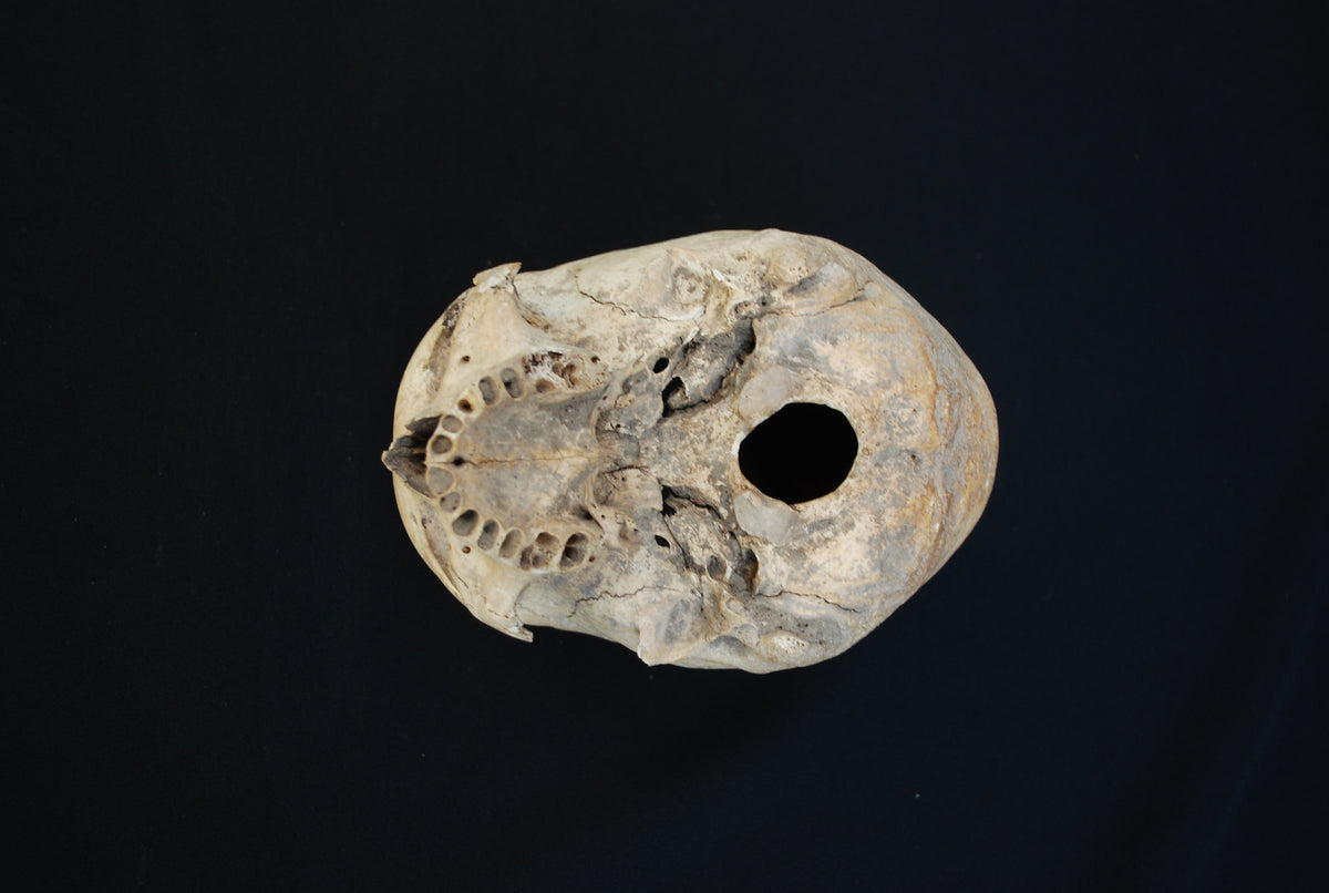 Human skull for educational purposes