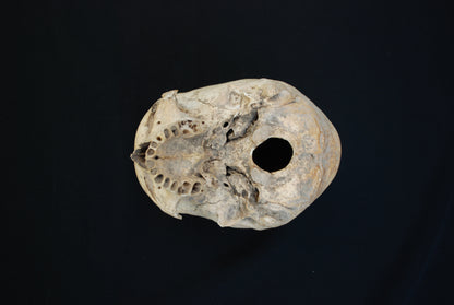 Human skull for educational purposes