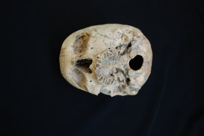 Human skull for educational purposes