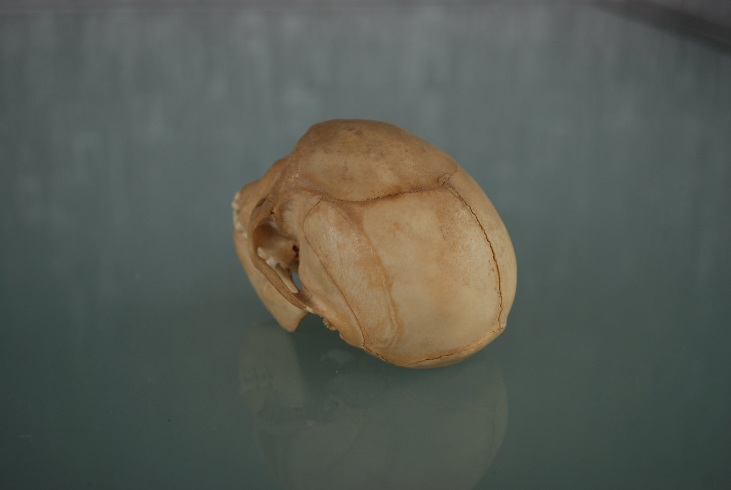 Pre order Schedel Origineel Doodshoofdaap  Squirrel Monkey Skull