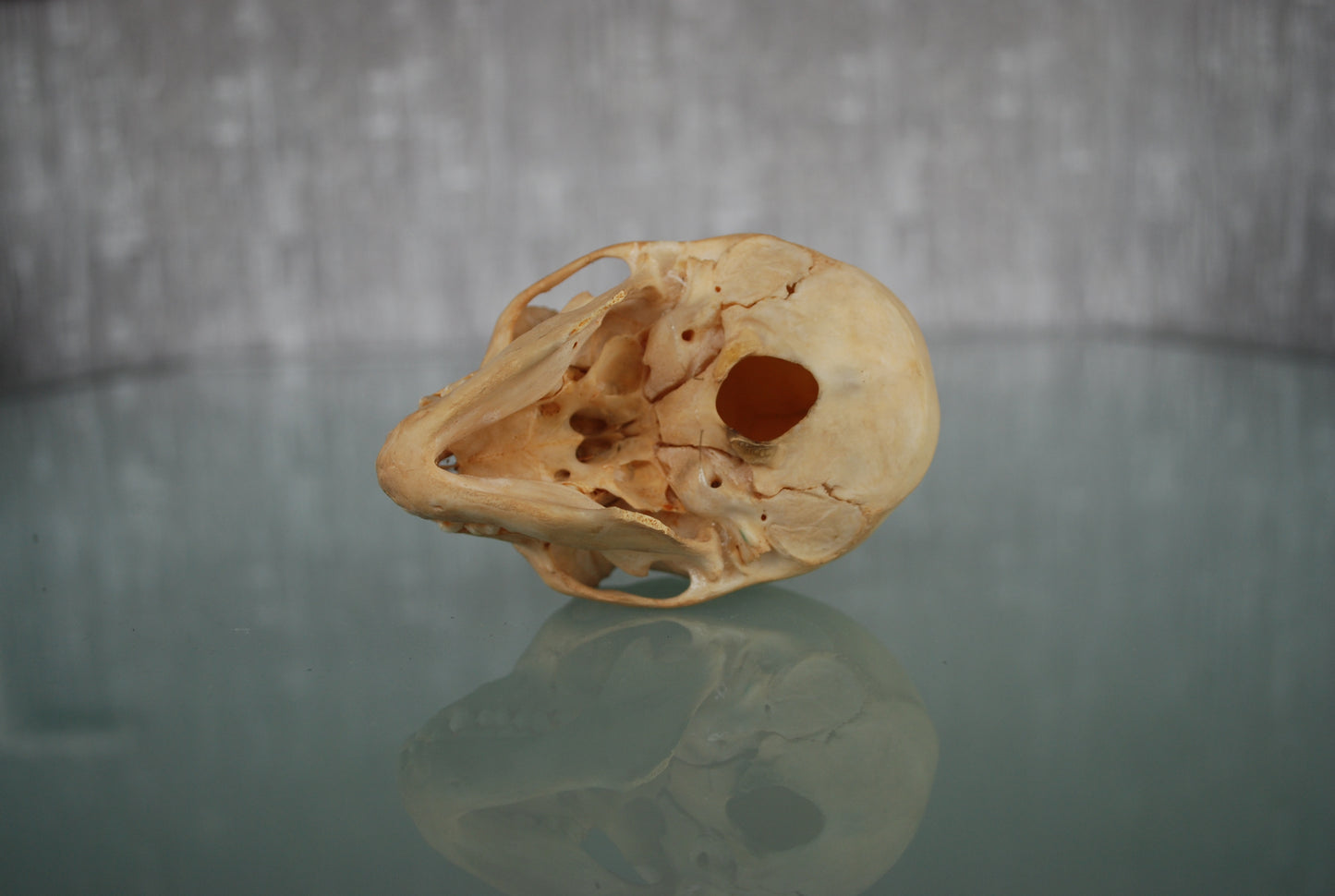 Pre order Schedel Origineel Doodshoofdaap  Squirrel Monkey Skull