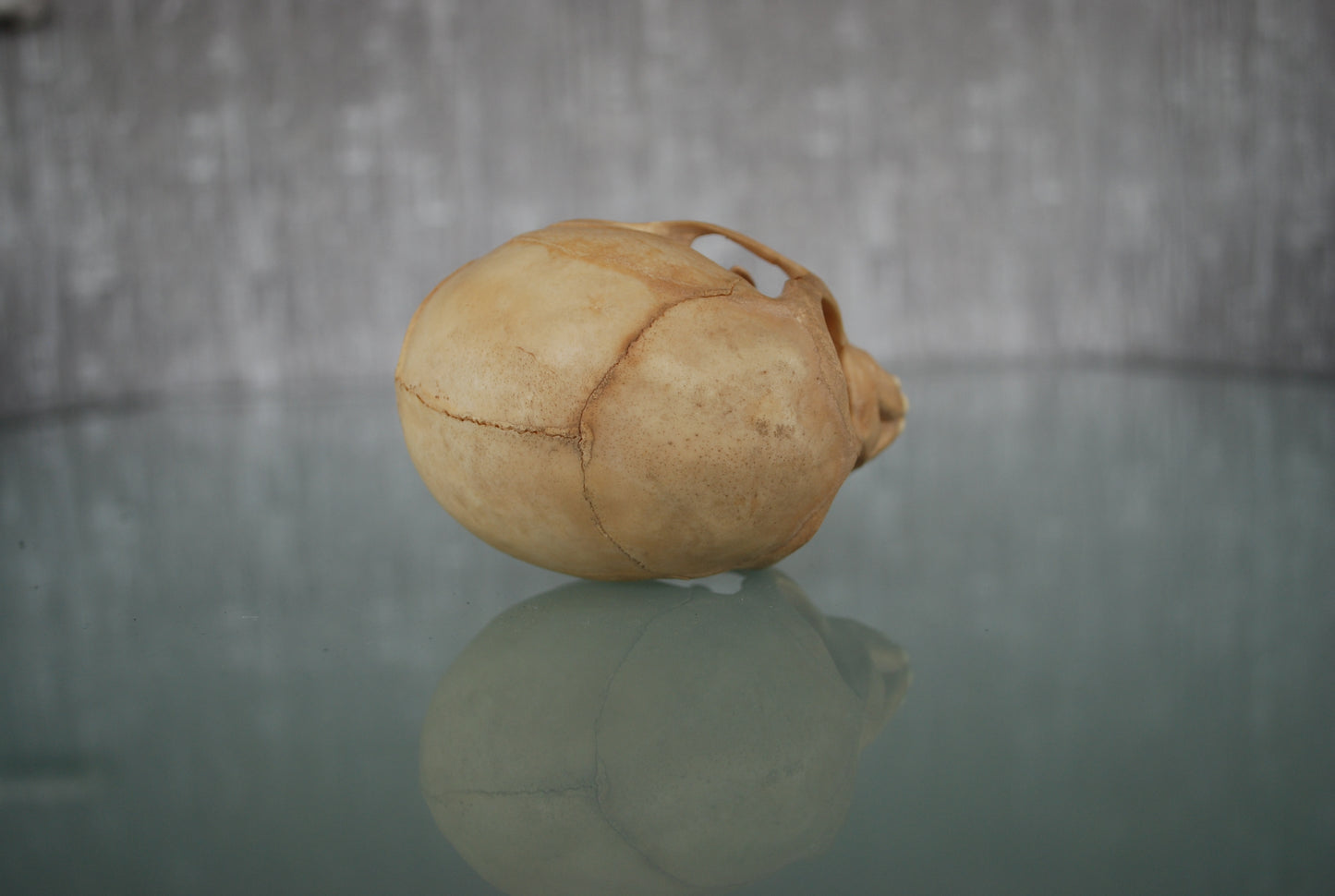 Pre order Schedel Origineel Doodshoofdaap  Squirrel Monkey Skull