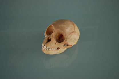 Pre order Schedel Origineel Doodshoofdaap  Squirrel Monkey Skull