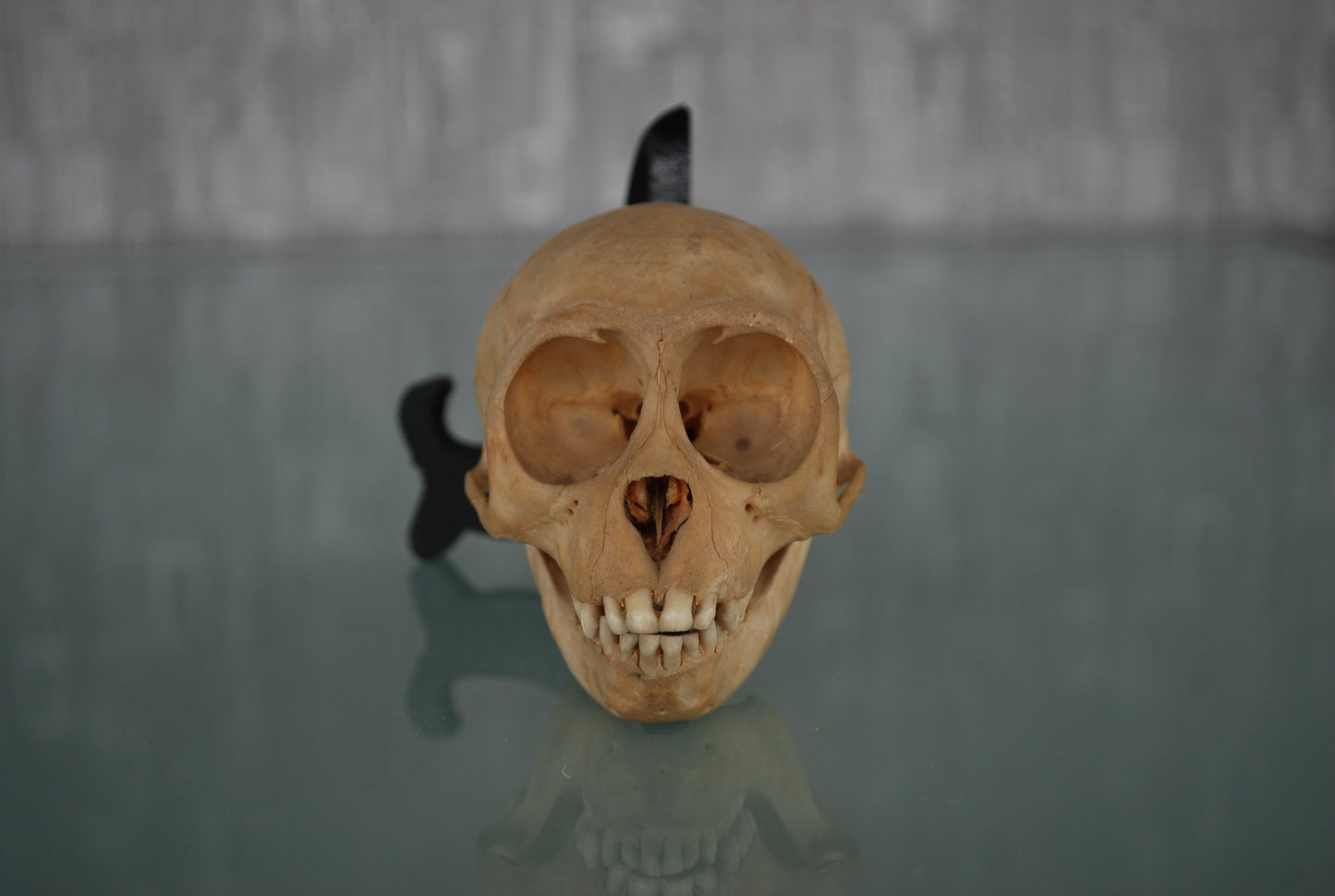 Pre order Schedel Origineel Doodshoofdaap  Squirrel Monkey Skull