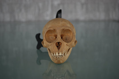 Pre order Schedel Origineel Doodshoofdaap  Squirrel Monkey Skull