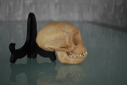 Pre order Schedel Origineel Doodshoofdaap  Squirrel Monkey Skull