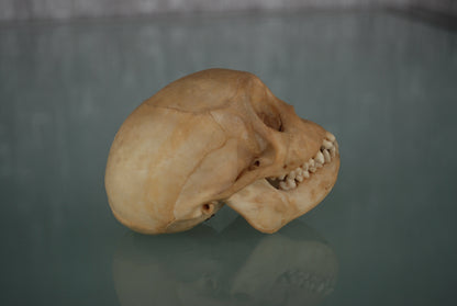 Pre order Schedel Origineel Doodshoofdaap  Squirrel Monkey Skull