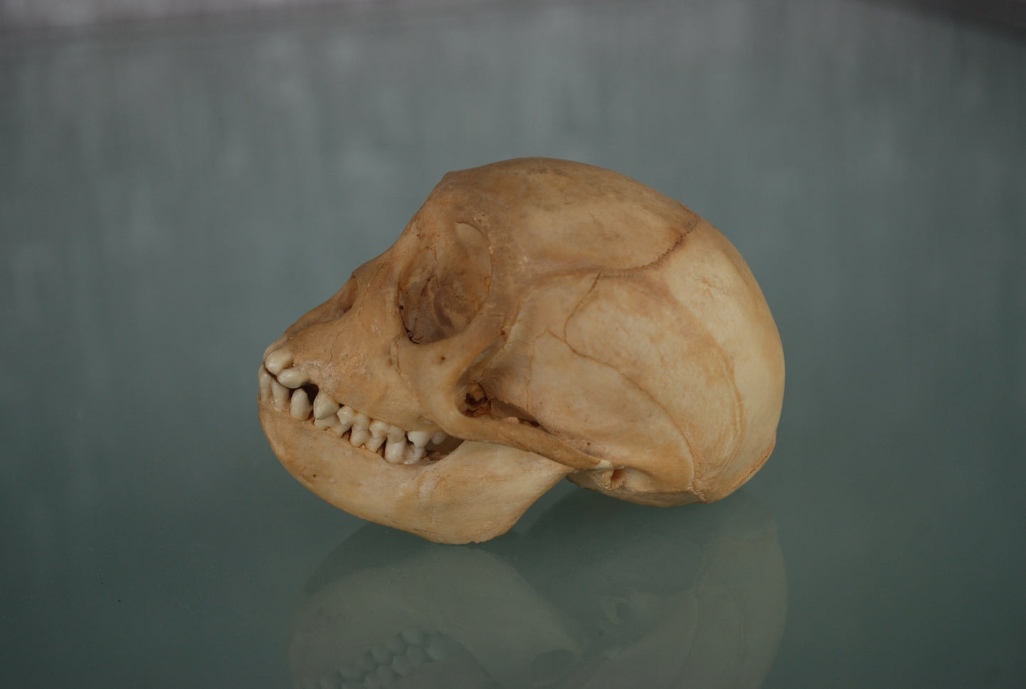 Pre order Schedel Origineel Doodshoofdaap  Squirrel Monkey Skull