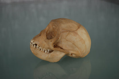 Pre order Schedel Origineel Doodshoofdaap  Squirrel Monkey Skull