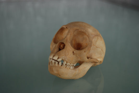 Pre order Schedel Origineel Doodshoofdaap  Squirrel Monkey Skull