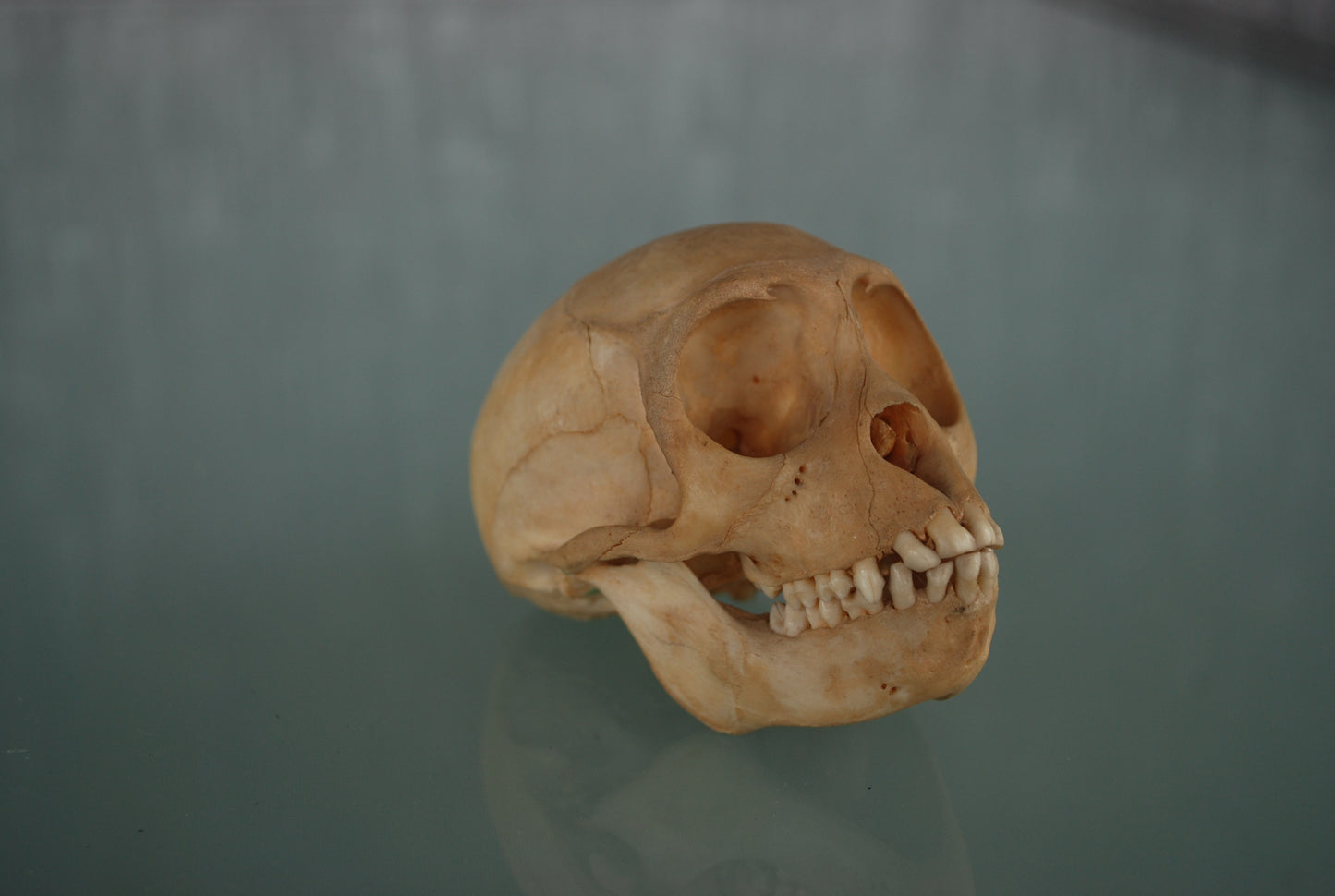 Pre order Schedel Origineel Doodshoofdaap  Squirrel Monkey Skull