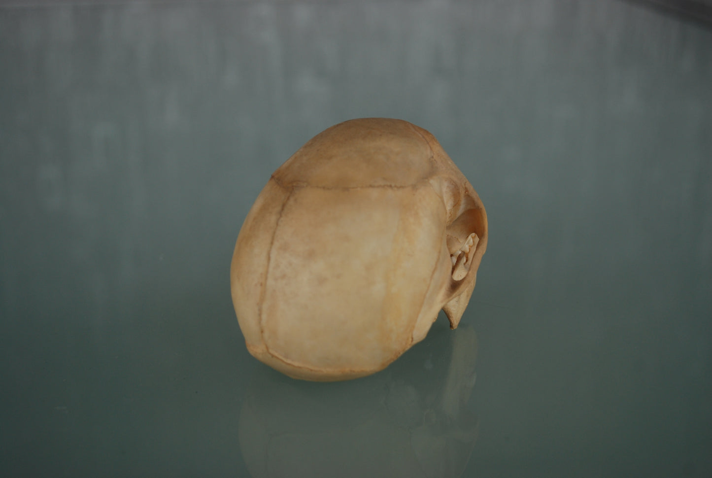 Pre order Schedel Origineel Doodshoofdaap  Squirrel Monkey Skull