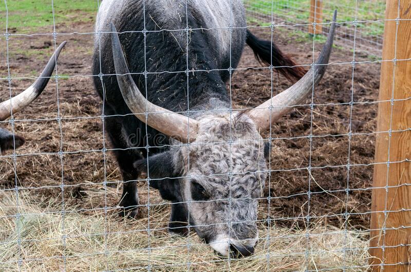 Zsolnay Grijze rund stier Beeldhouwer Shinko.