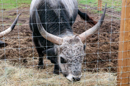Zsolnay Grijze rund stier Beeldhouwer Shinko.
