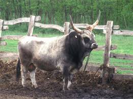 Zsolnay Grijze rund stier Beeldhouwer Shinko.