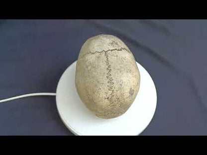 Human skull for educational purposes