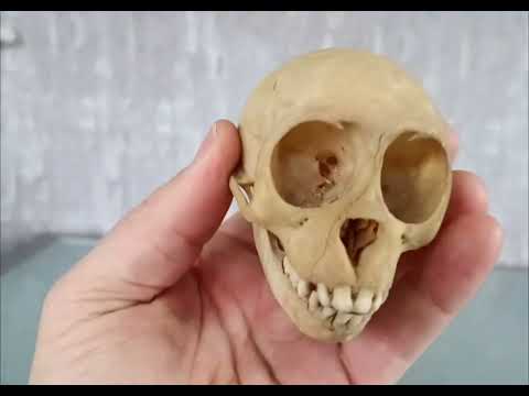 Pre order Schedel Origineel Doodshoofdaap  Squirrel Monkey Skull